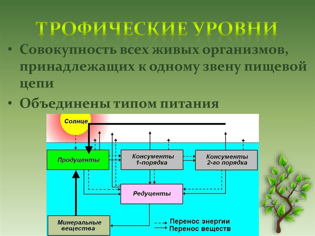 Трофические уровни. Трофические уровни пищевой цепи. Трофические уровни примеры. Схема трофической цепи.