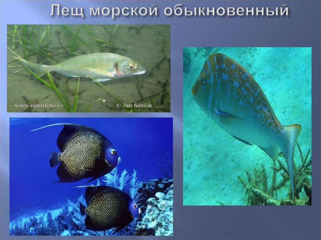 Морской лещ Балтийское море