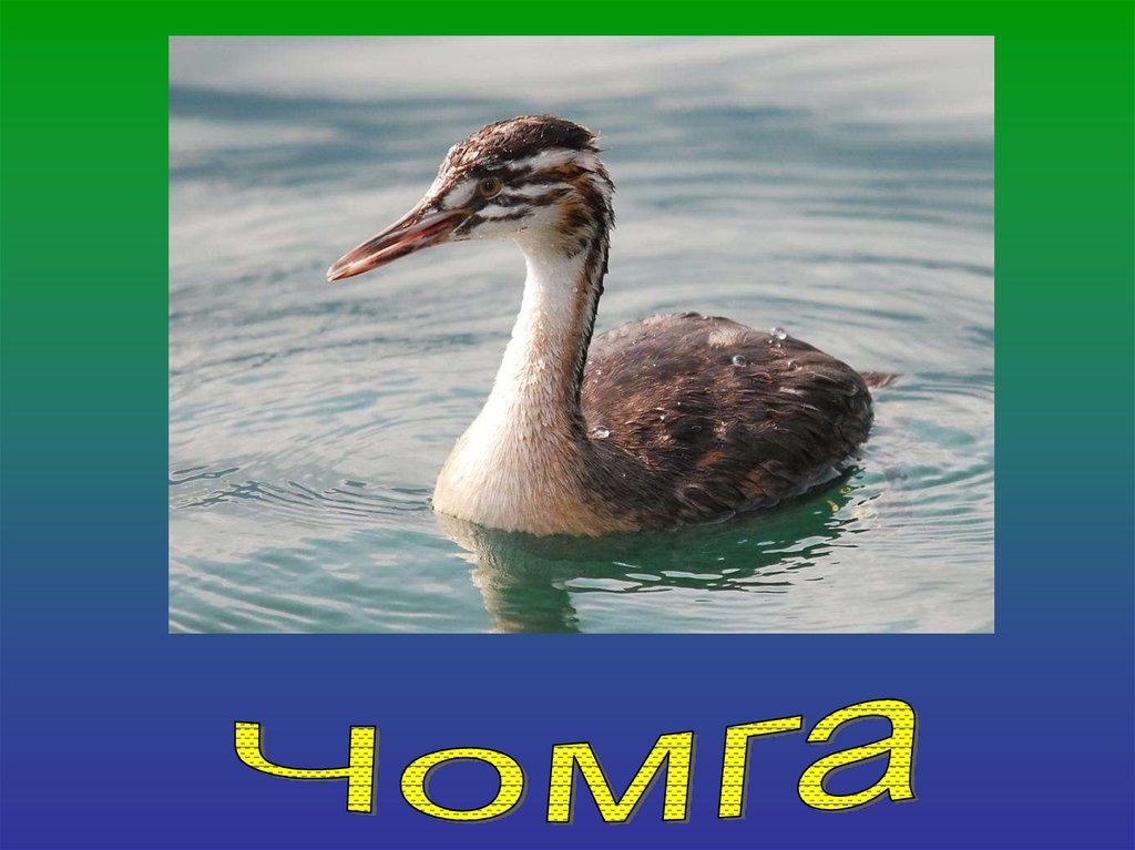 Водоплавающие Птицы Беларуси Фото