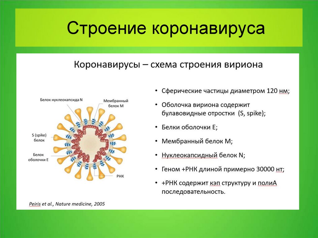 Проект на тему коронавирус covid 19