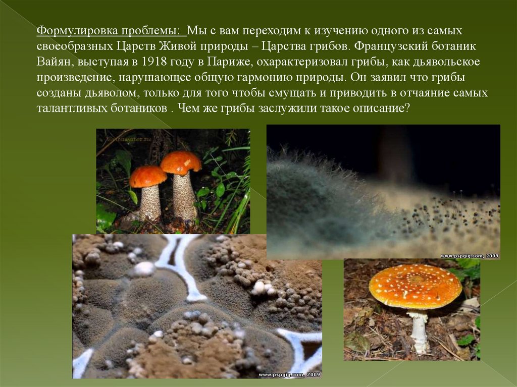 Дайте характеристику царства грибы