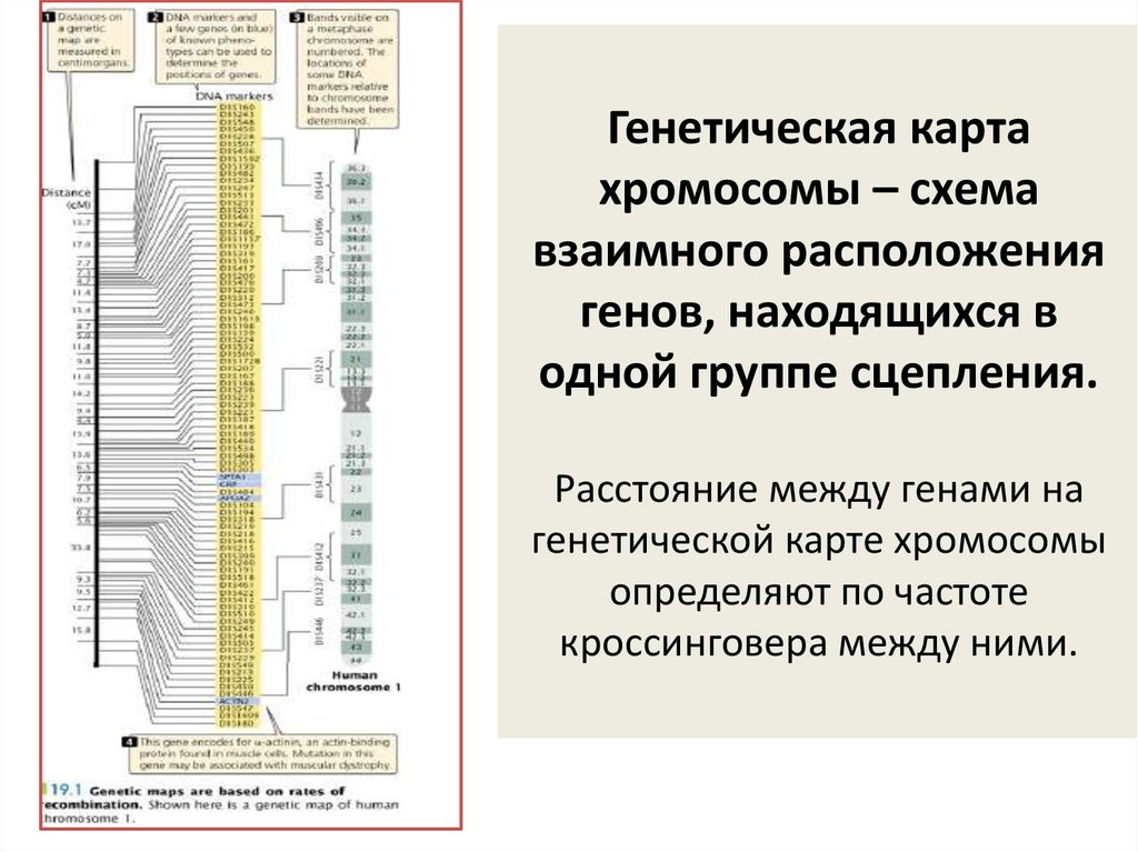 Карта расположения генов в хромосоме