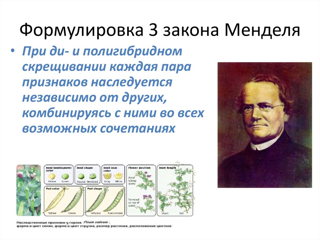 Особенности метода менделя. 3 Закон Менделя формулировка. Мендель сформулировал закон. Работы Менделя. Открытие г. Менделем законов наследования..