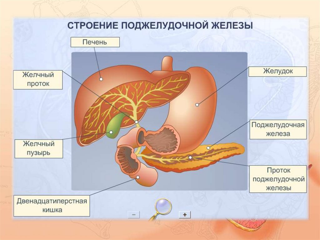 Органы желудок кишечник печень. Строение желудка печень желчный пузырь поджелудочная железа. Поджелудочная железа желчный пузырь анатомия. Печень желчный пузырь поджелудочная железа анатомия. Строение желчного пузыря и поджелудочной железы.