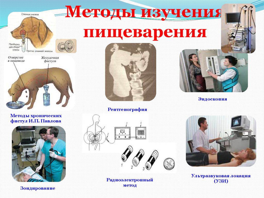 Лабораторные методы исследования пищеварения