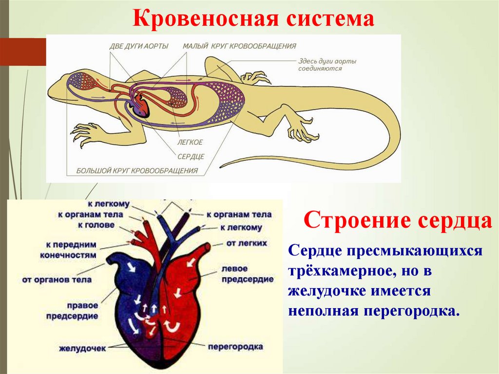 Строение пресмыкающихся или рептилий. Кровеносная система система рептилий. Кровеносная система рептилий схема. Пресмыкающиеся и амфибии кровеносная система. Строение кровеносной системы рептилий схема.