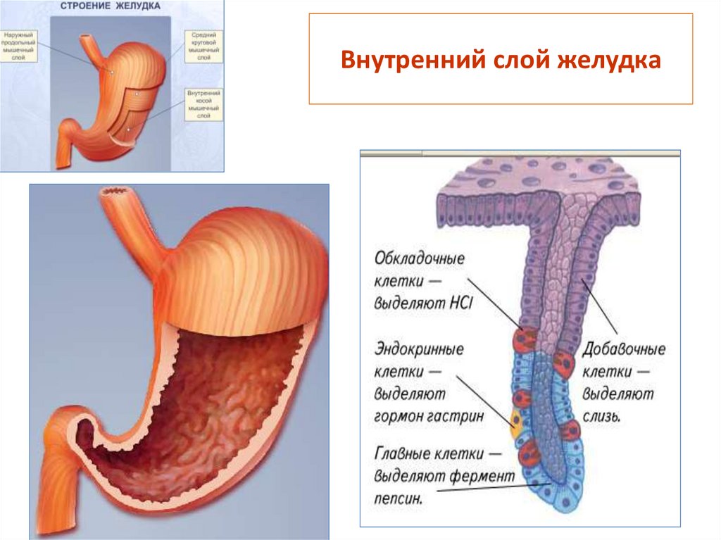 Внутреннее строение желудка. Оболочки стенки желудка анатомия.