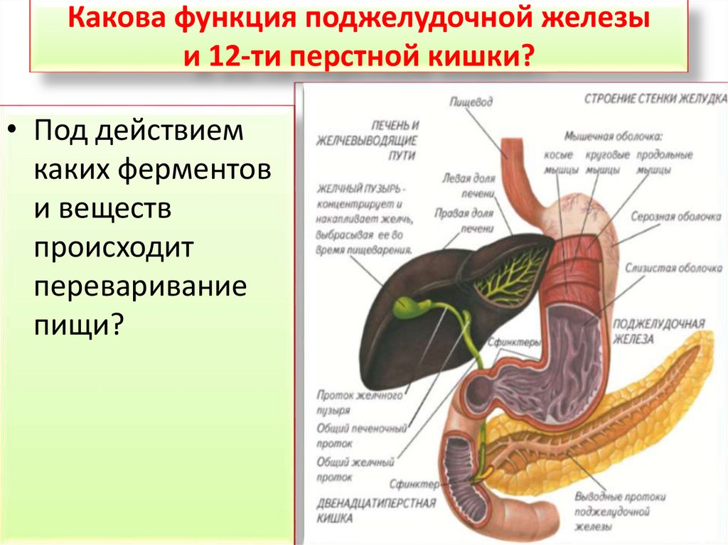 Какова роль поджелудочной железы в организме. Схема строения желудка и 12 перстной кишки. Поджелудочная и 12 перстная кишка.