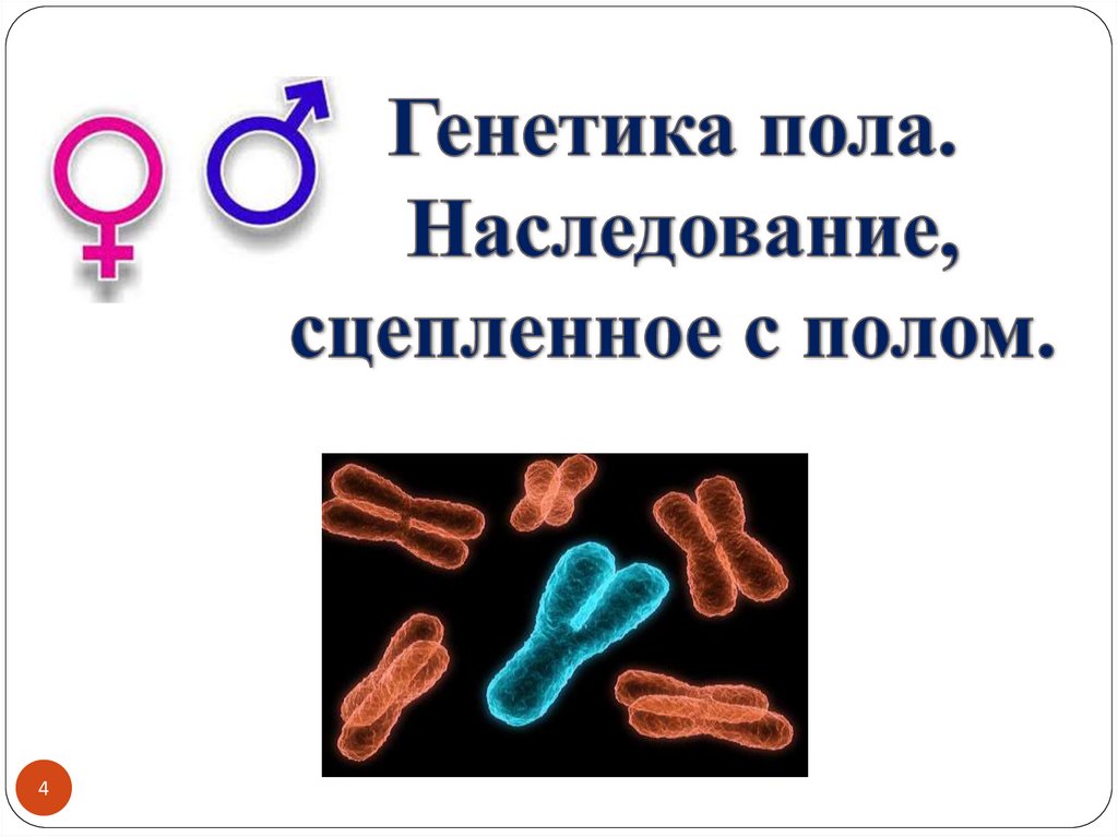Наследование сцепленное с полом презентация 10 класс. Генетика пола и наследование сцепленное с полом. Генетика пола наследование. Генетика пола и наследование сцепленное. Наследование признаков сцепленных с полом . Генетика.