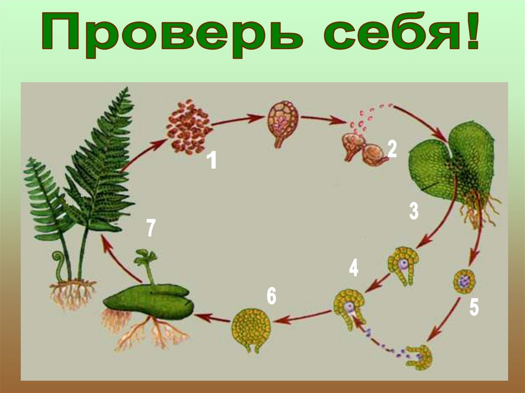 Последовательность в которой происходит развитие папоротника. Цикл размножения папоротников. Жизненный цикл плауна папоротника. Жизненный цикл плаунов и папоротников. Цикл размножения хвощей.