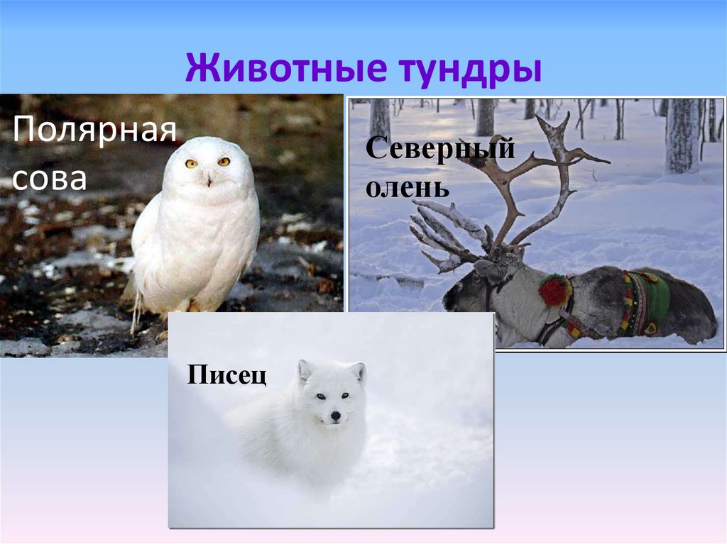 Животные тундры 4 класс окружающий мир. Обитатели тундры животные. Животные тундры 4 класс окружающий. Животные тундры окружающий мир. Животные тундры слайд.