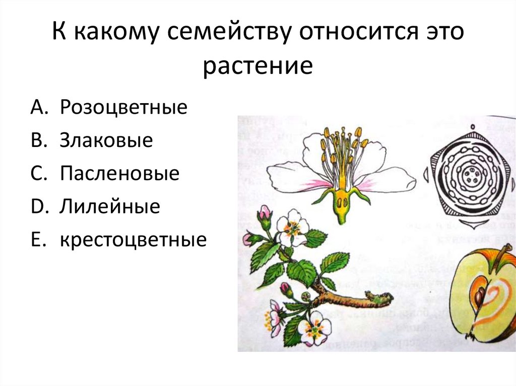 Розоцветные и крестоцветные