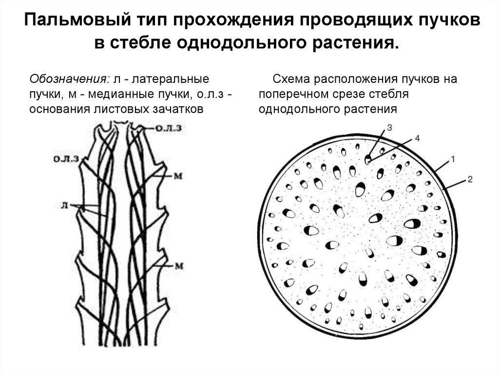 Рассмотрите фотографию проводящего пучка и определите типы. Анатомическое строение стебля однодольных растений.