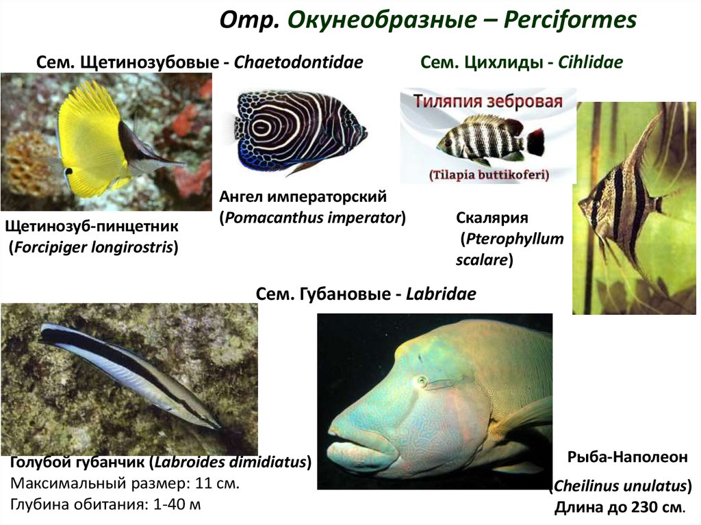 Внешнее строение окунеобразных. Водные позвоночные. Семейство губановые рыбы. Максимальная глубина обитания рыб. Водные позвоночные и их личинки.