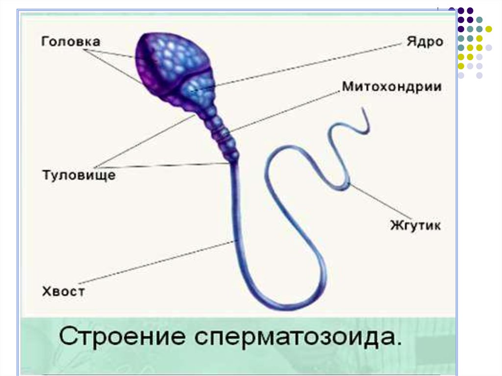 Спермия цветка
