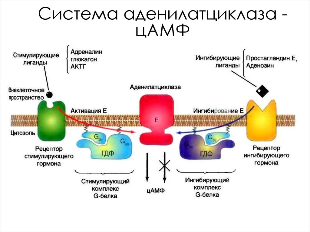 Сигнала фермент. Аденилатциклазная система биохимия гормоны. Аденилатциклаза ЦАМФ. G белок аденилатциклаза ЦАМФ схема. Схема действия гормонов через ЦАМФ.