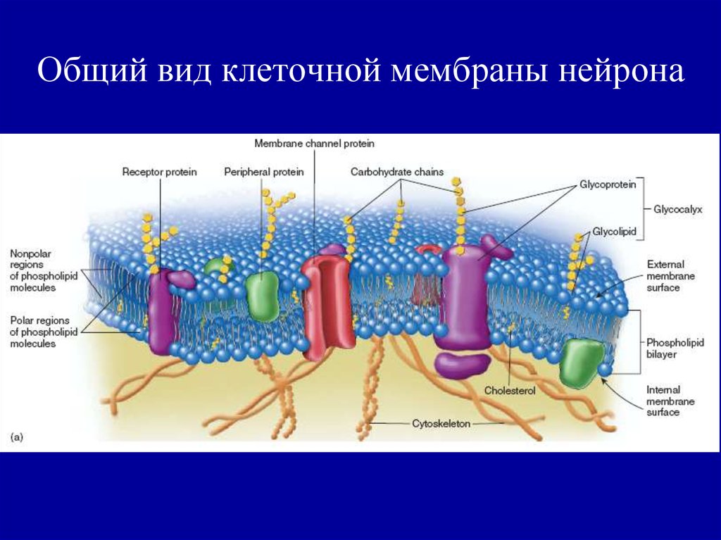 Мембрана возбудимой клетки. Строения плазматической мембраны нейрона. Строение мембраны нервной клетки. Структура клеточной мембраны нейрона. Каково строение мембраны нейрона?.