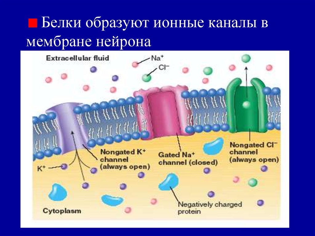 Мембрана возбудимой клетки. Структура ионного канала клеточной мембраны. Ионные каналы клеточных мембран. Строение ионного канала мембраны. Строение мембраны клетки нейрона.