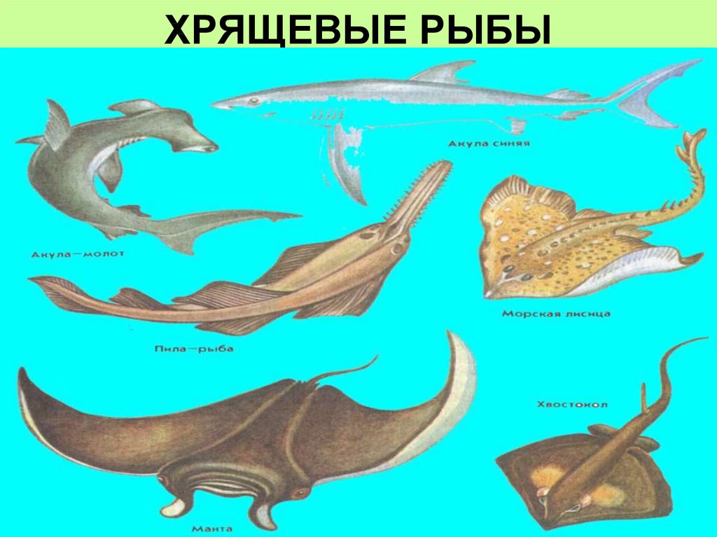 Хрящевые рыбы примеры. Chondrichthyes хрящевые рыбы. Класс хрящевые рыбы представители.