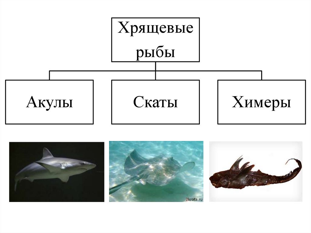 Контрольная работа по рыбам 8 класс биология