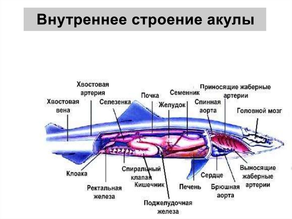 Схема строение акулы