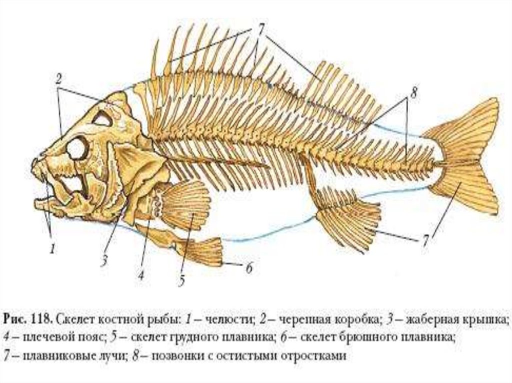 Скелет щуки схема