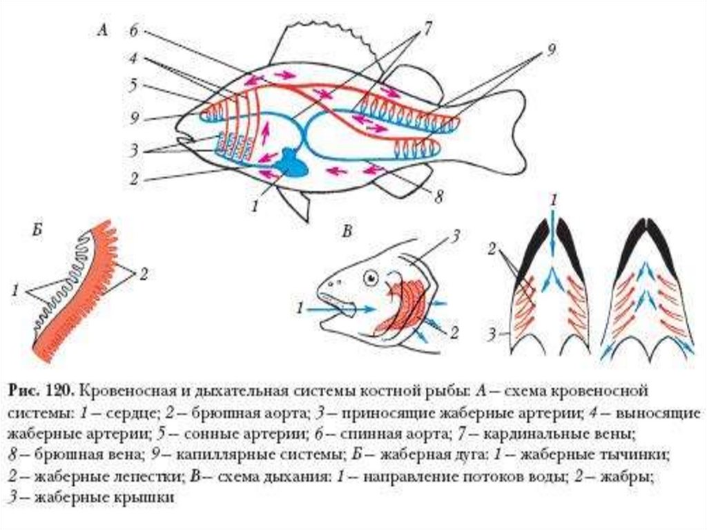 Схема кровеносной системы костистой рыбы