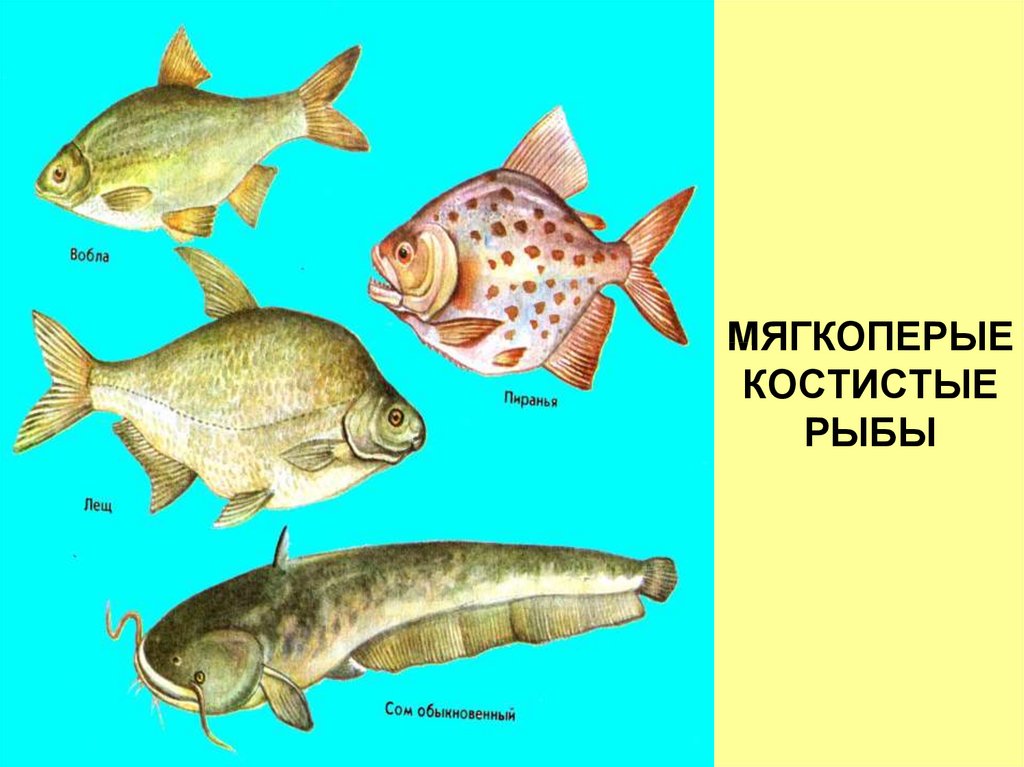 Надкласс рыбы презентация 7 класс