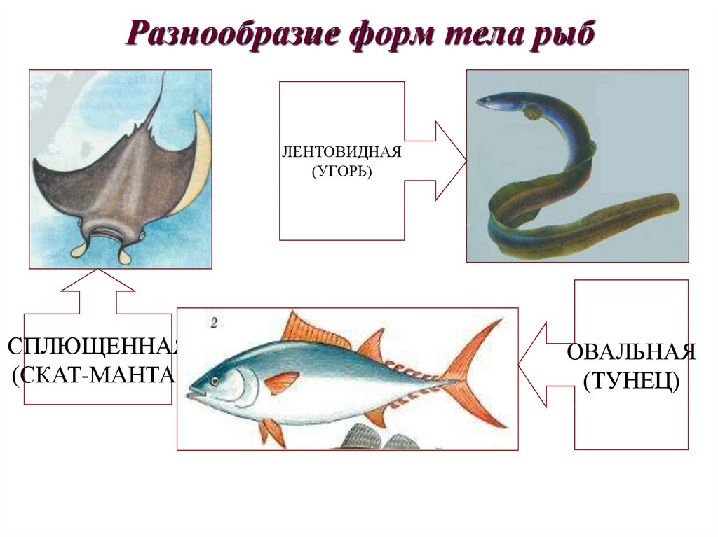 Какое тело у рыб