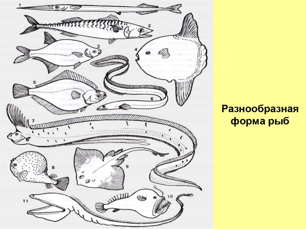 Форма рыбы