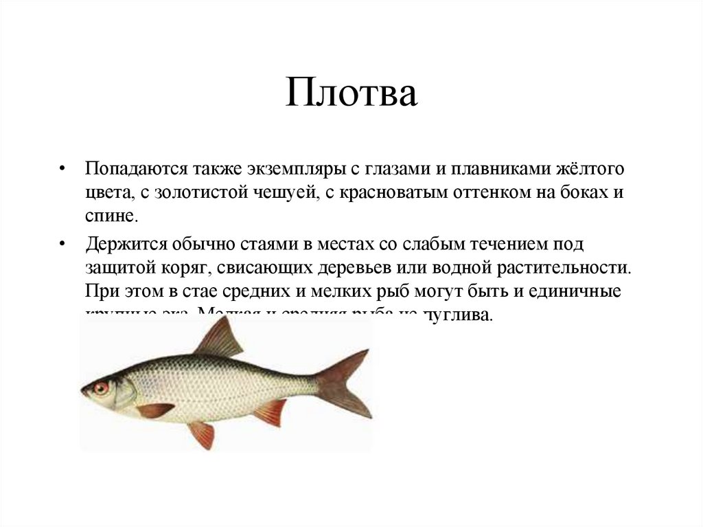 Какой тип питания характерен для красноперой плотвы. Плотва описание рыбы. Плотва описание для детей. Доклад про плотву. Сообщение о плотве.