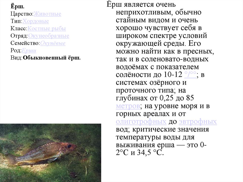 Какой тип питания характерен для ерша обыкновенного изображенного на рисунке