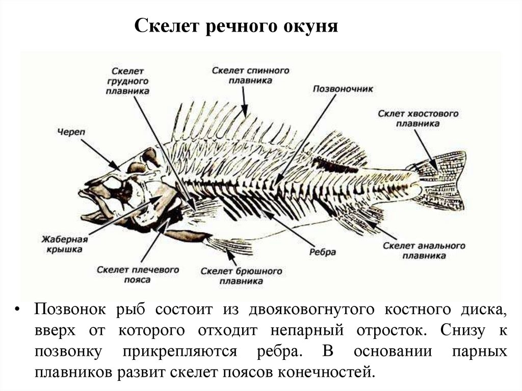 Класс рыбы плавники. Скелет речного окуня биология 7 класс. Строение скелета окуня. Надкласс рыбы скелет рыбы. Скелет речного окуня биология 7.