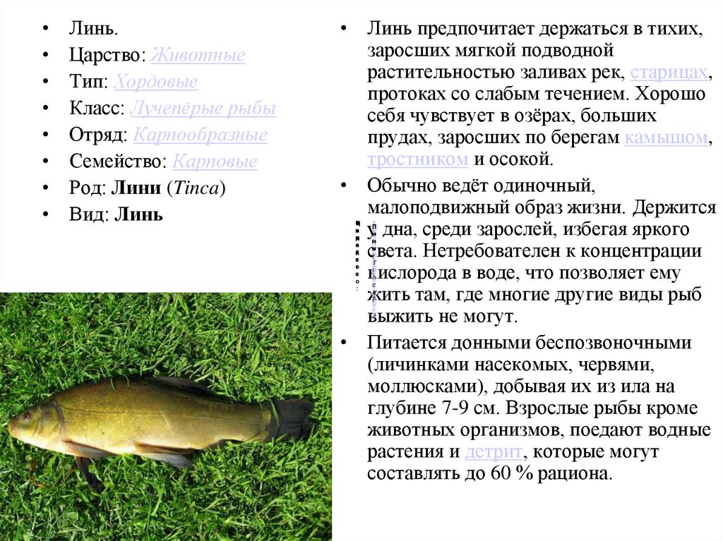 Рыба линь фото и описание где водится
