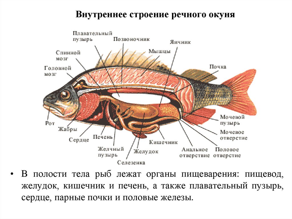 Органы рыбы схема