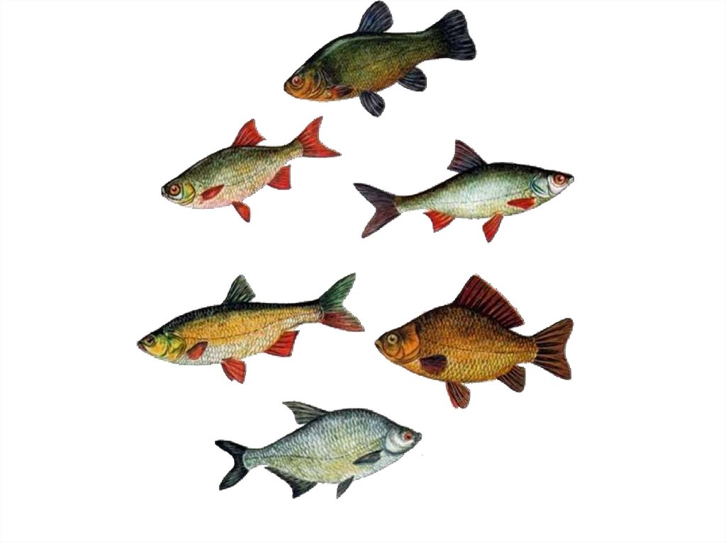 Фото речных рыб с названиями на фото
