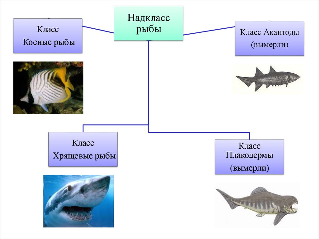 Особенности класса хрящевые рыбы