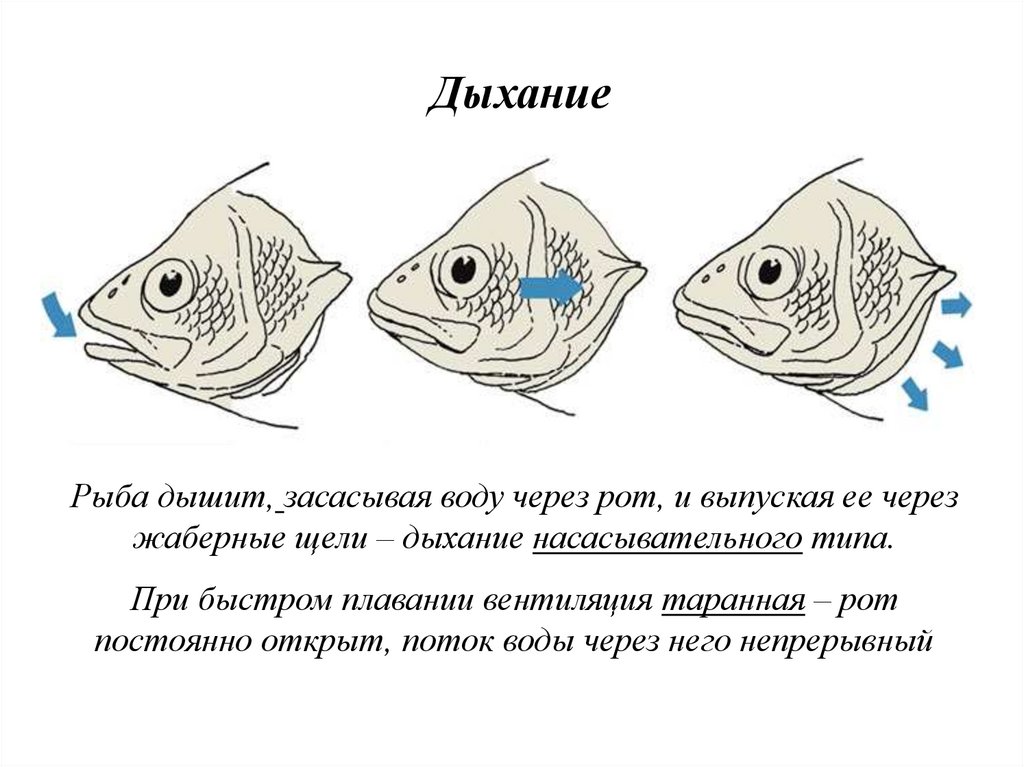 Происхождение рыб презентация 7 класс