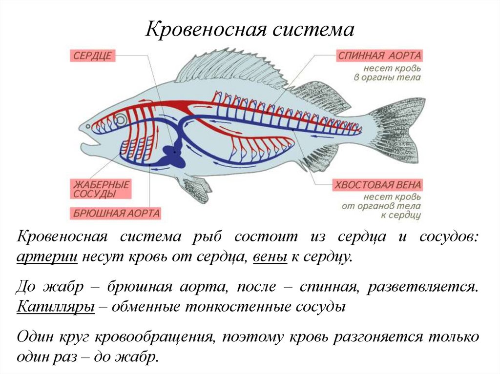 Какое сердце имеет рыбы. Сердце рыбы. Кровеносная система рыб сердце. Где расположено сердце у рыб. Сердце рыб состоит.