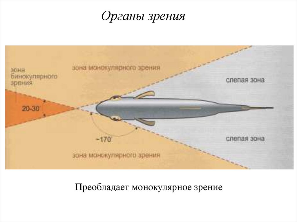 Как видят рыбы фото