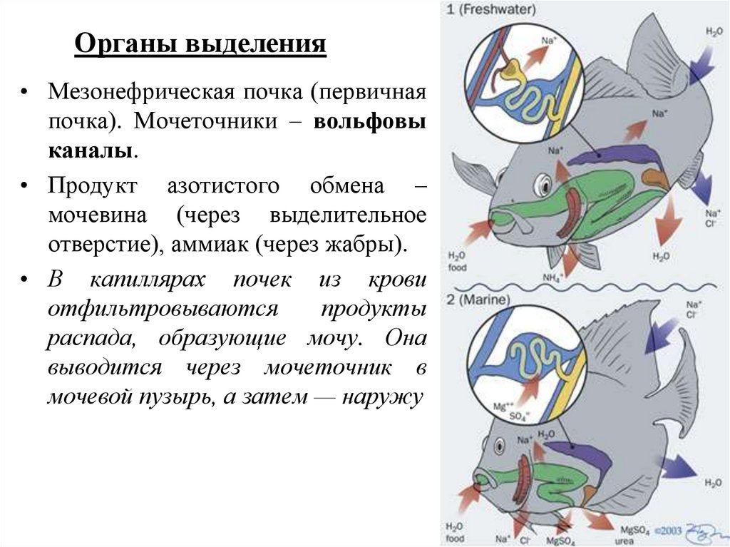 Последовательность появления рыб