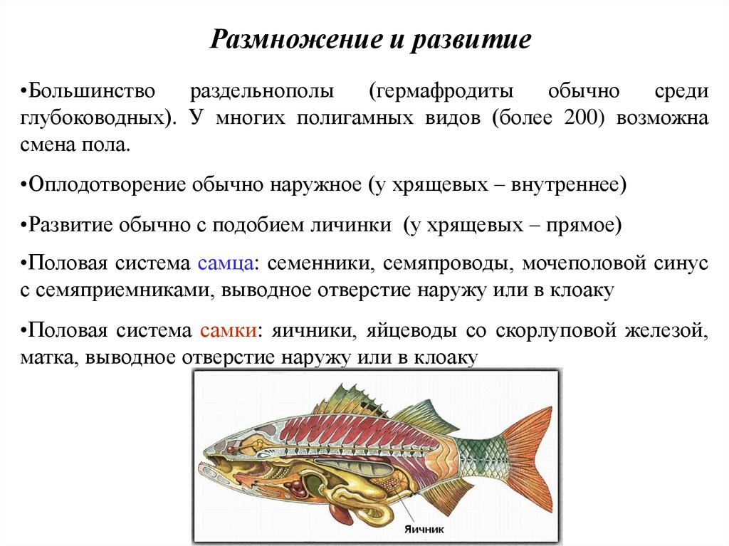 Надкласс рыбы презентация