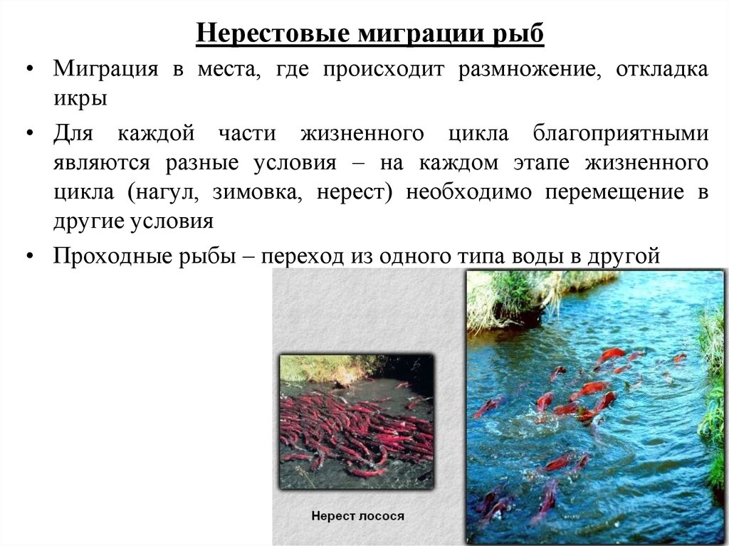 Миграции рыб презентация