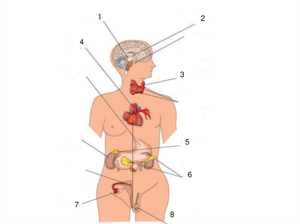 Эндокринная система рисунок