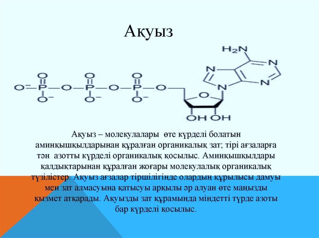 Белоктардың алмасуы презентация