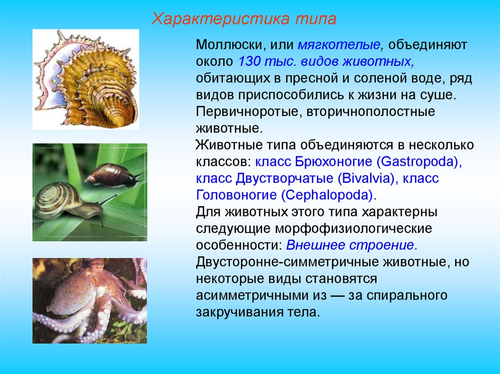 Общая характеристика классы моллюсков. Тип моллюски мягкотелые класс брюхоногие моллюски. Типы брюхоногие двустворчатые головоногие. Тип моллюски мягкотелые класс. Характеристика типа моллюски 7 класс.