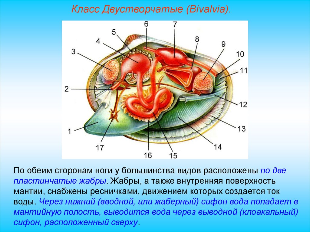 Схема двухстворчатых. Класс двустворчатые внутреннее строение. Двустворчатые моллюски строение. Строение моллюсков класс двустворчатые. Внутреннее строение двухстворчатой моллюски.