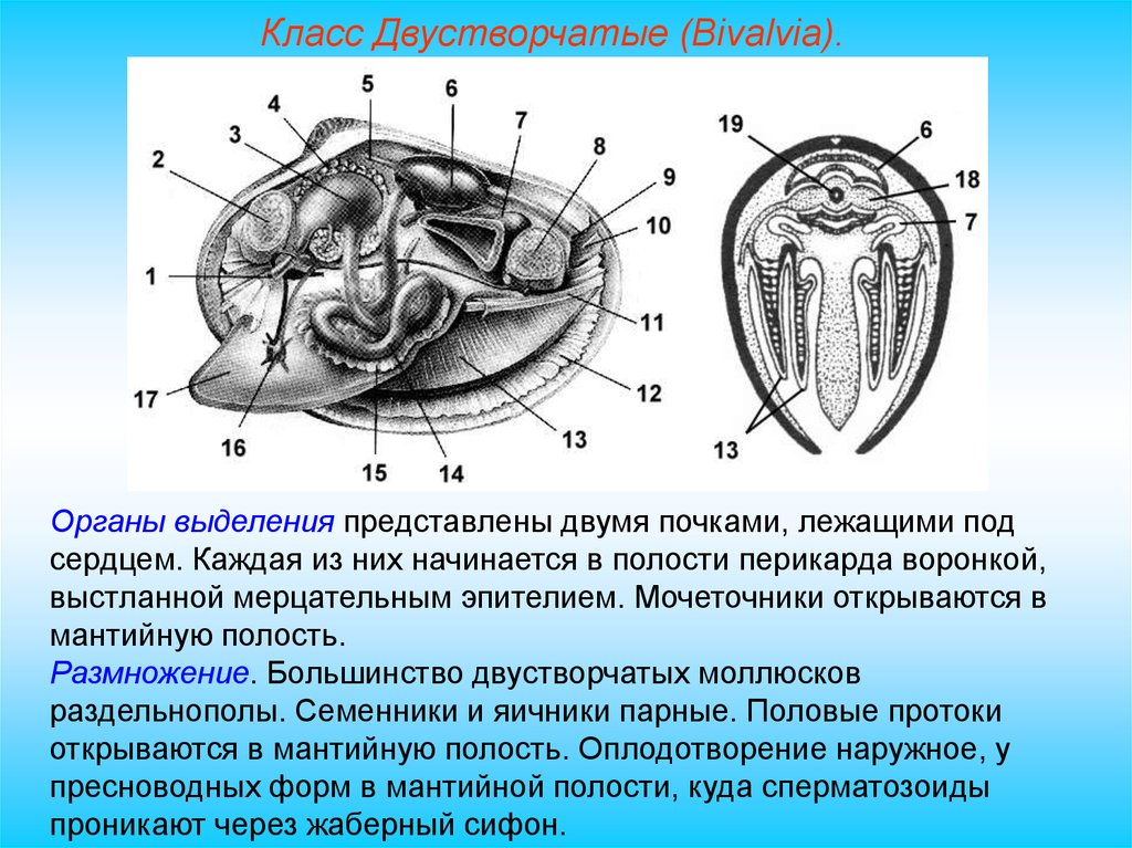 Моллюски тип кровеносной системы таблица. Двустворчатые моллюски мантийная полость. Строение сердца двустворчатых моллюсков. Класс двустворчатые беззубка. Жизненный цикл двустворчатых моллюсков развитие.