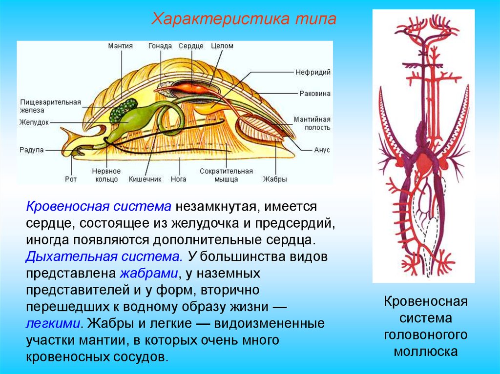 Моллюски тип кровеносной системы таблица. Двустворчатые моллюски кровеносная система. Строение кровеносной системы двустворчатых моллюсков. Нервная система головоногих моллюсков Тип. Органы дыхания головоногих моллюсков таблица.