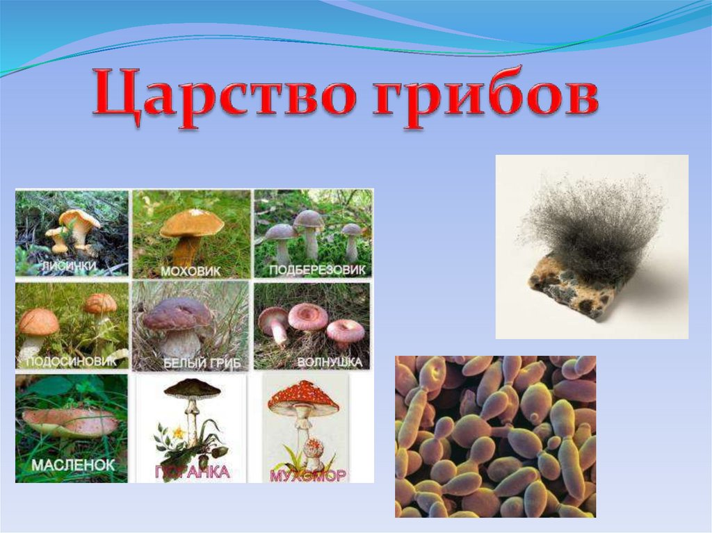 Урок биологии грибы. Разнообразие грибов в природе. Царство грибов. Многообразие и значение грибов. Разнообразие царства грибов.